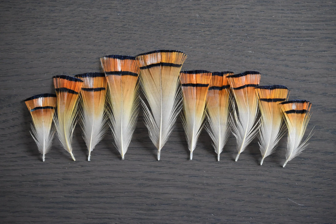 Plumes de faisan doré Plumes Naturelles
