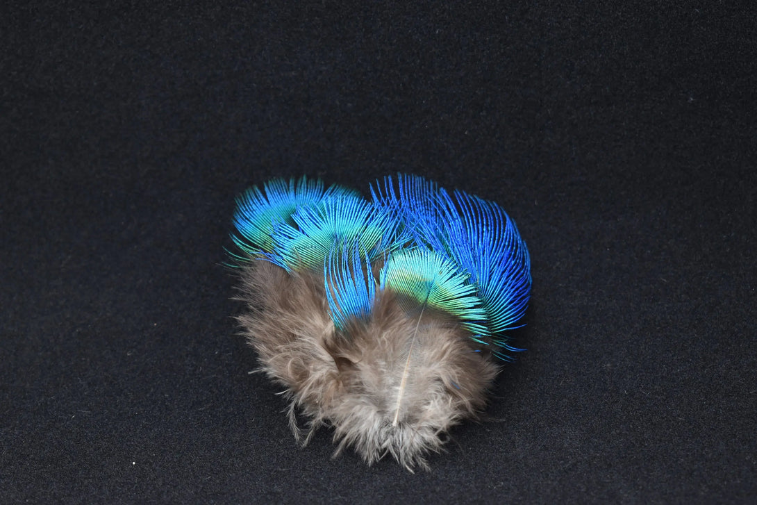 Plumes de paon 3 centimètres Plumes Naturelles