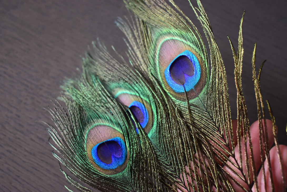 Plumes de paon 40 cm - Plumes Naturelles