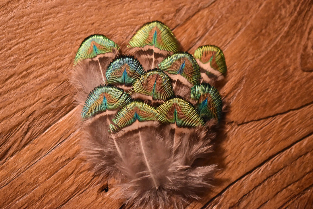 Plumes de paon 6 centimètres Plumes Naturelles