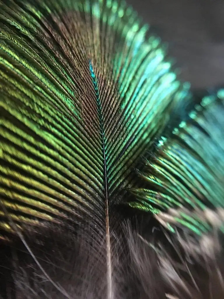 Plumes de paon 6 centimètres Plumes Naturelles