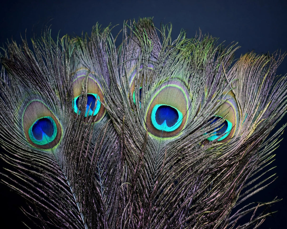 Plumes de paon 60 centimètres Plumes Naturelles