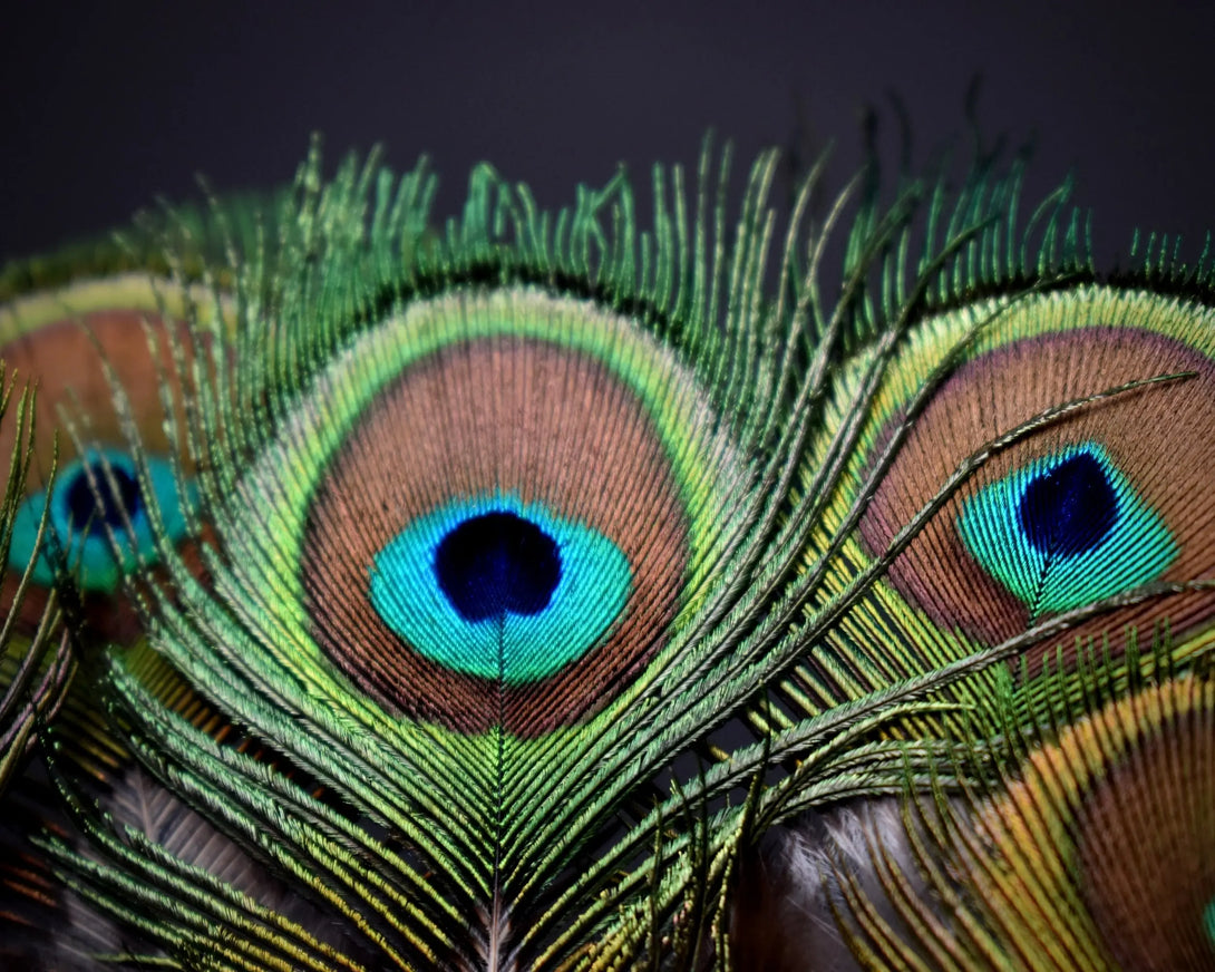 Plumes de paon 7 centimètres Plumes Naturelles