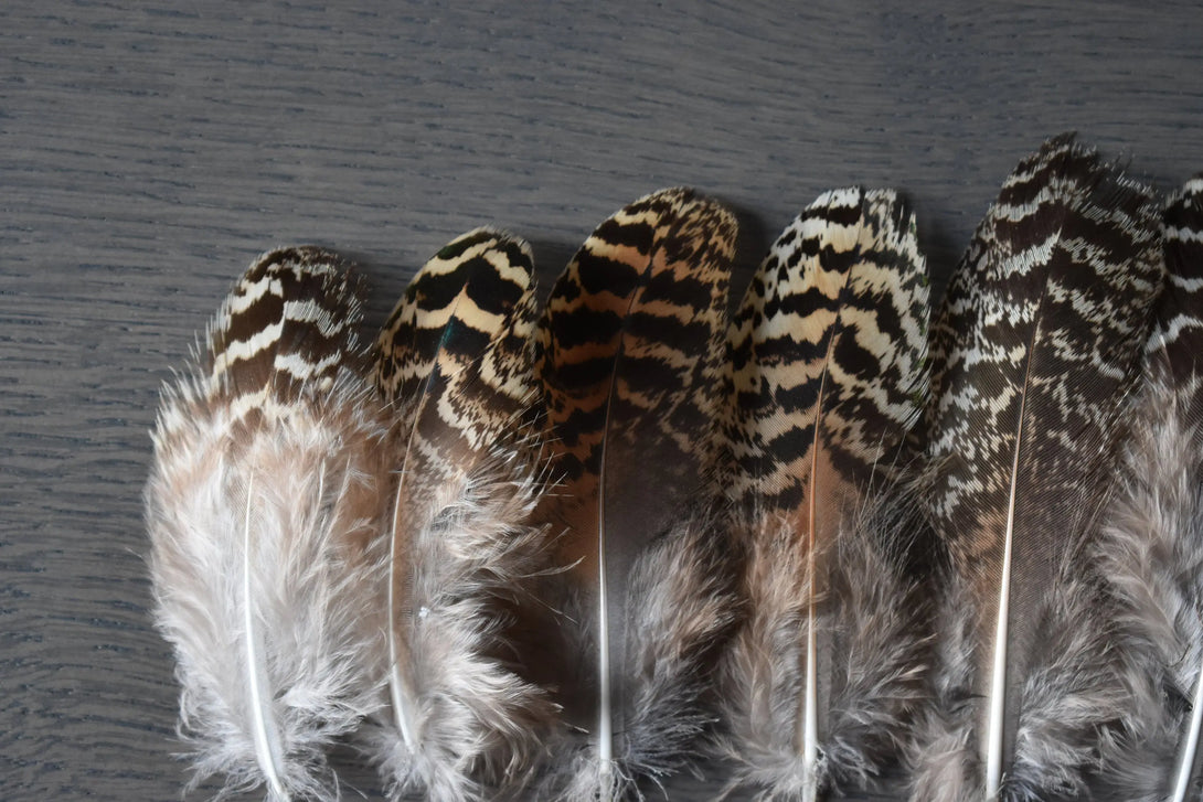 Plumes de paon 8 centimètres Plumes Naturelles