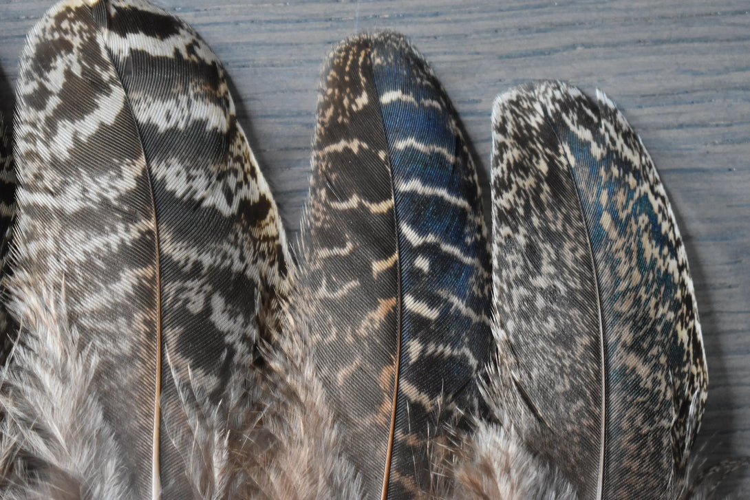 Plumes de paon 8 centimètres Plumes Naturelles