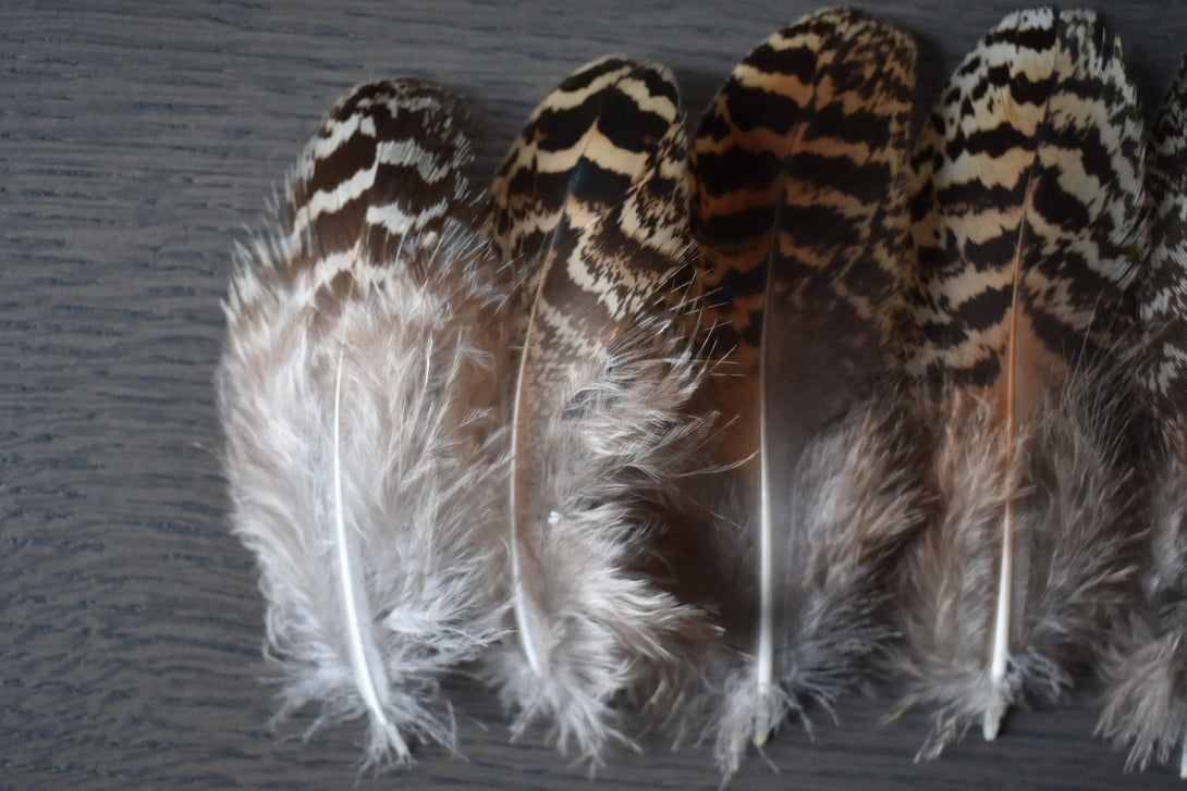 Plumes de paon 8 centimètres Plumes Naturelles