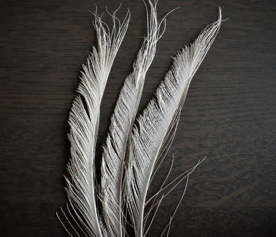 Plumes de paon blanc 20 centimètres Plumes Naturelles
