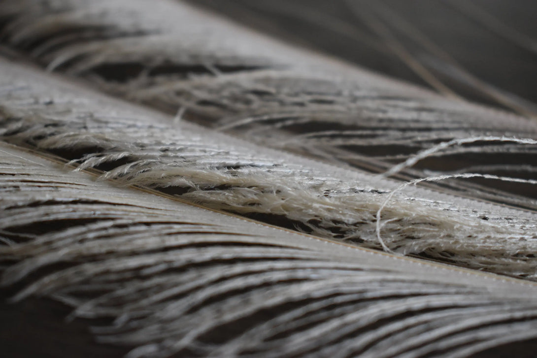 Plumes de paon blanc 20 centimètres Plumes Naturelles