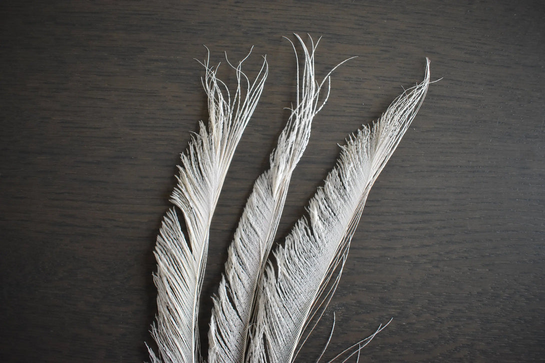 Plumes de paon blanc 20 centimètres Plumes Naturelles