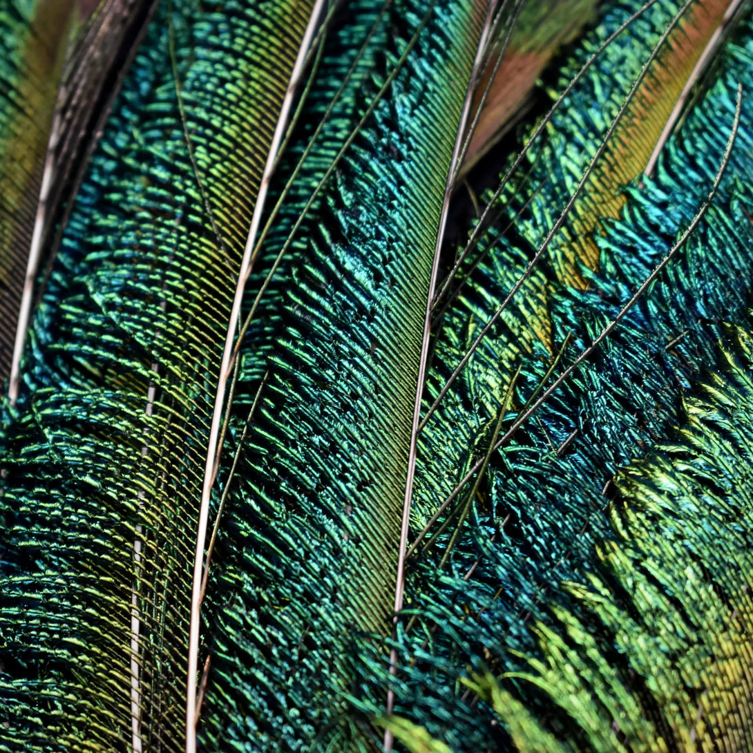 Plumes de paon épée 25 centimètres Plumes Naturelles