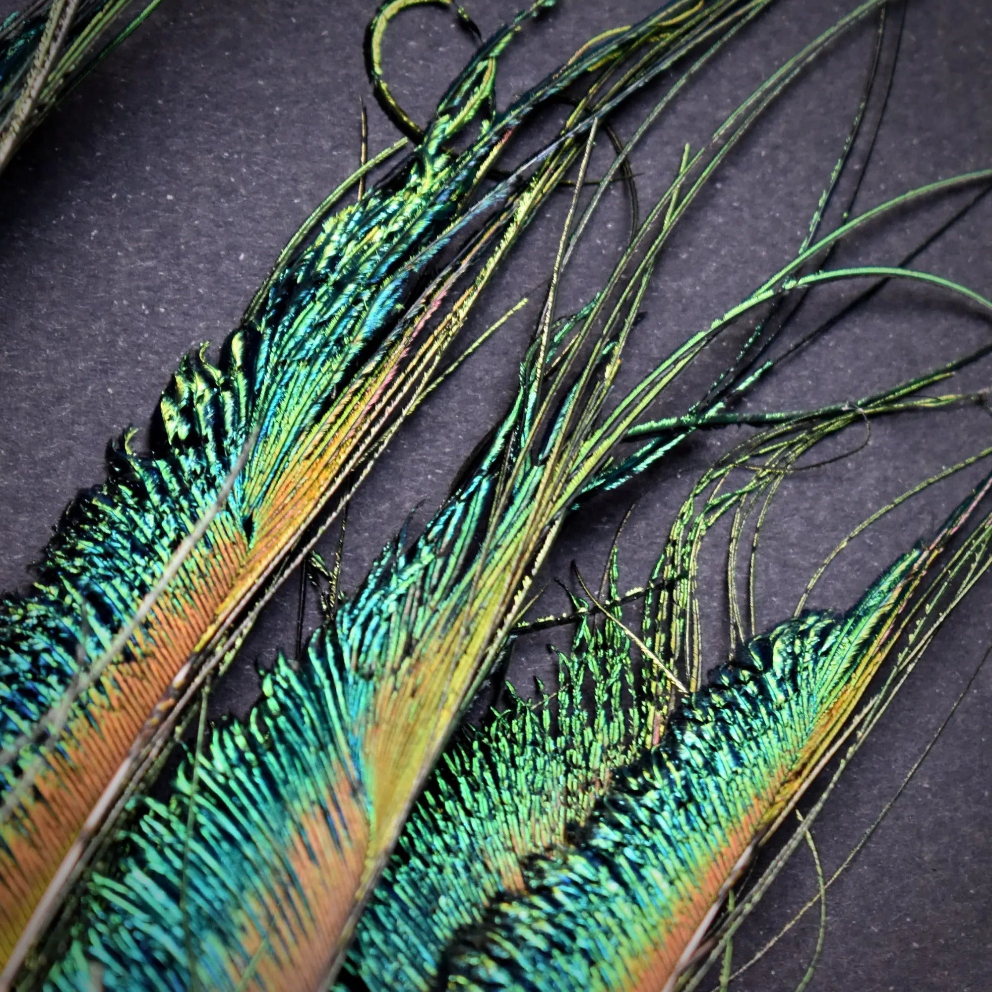 Lot De 5 Plumes De Paon Bleu Saphir - Naturelles - Pour Pêche à La Mouche Ou Décoration