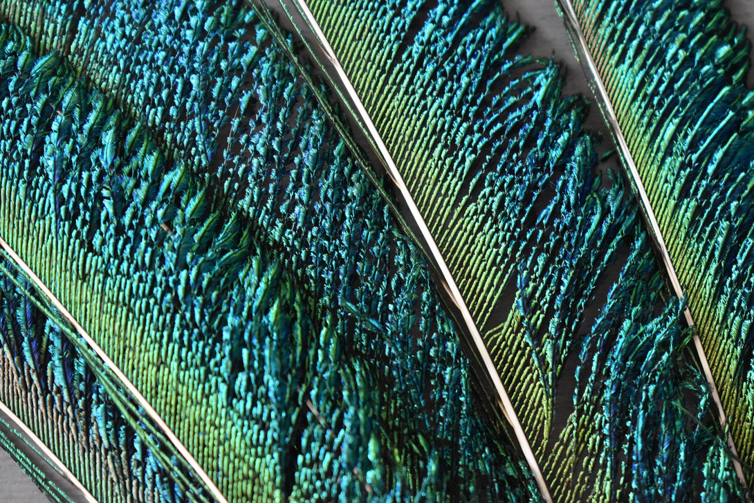 Plumes de paon épée 25 centimètres Plumes Naturelles