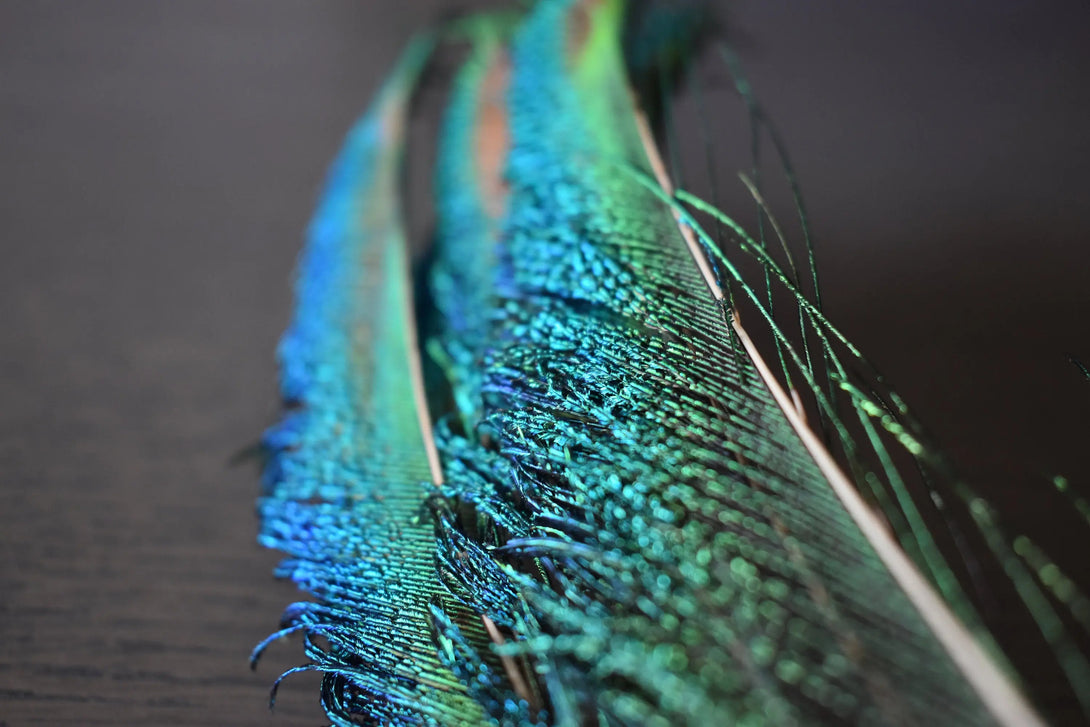 Plumes de paon épée 25 centimètres Plumes Naturelles