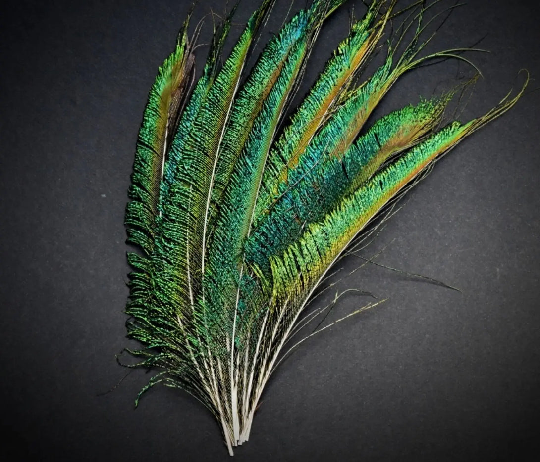 Plumes de paon épée 25 centimètres Plumes Naturelles