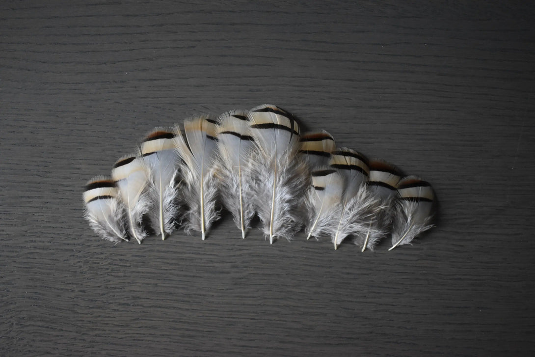 Plumes de perdrix rouge Plumes Naturelles
