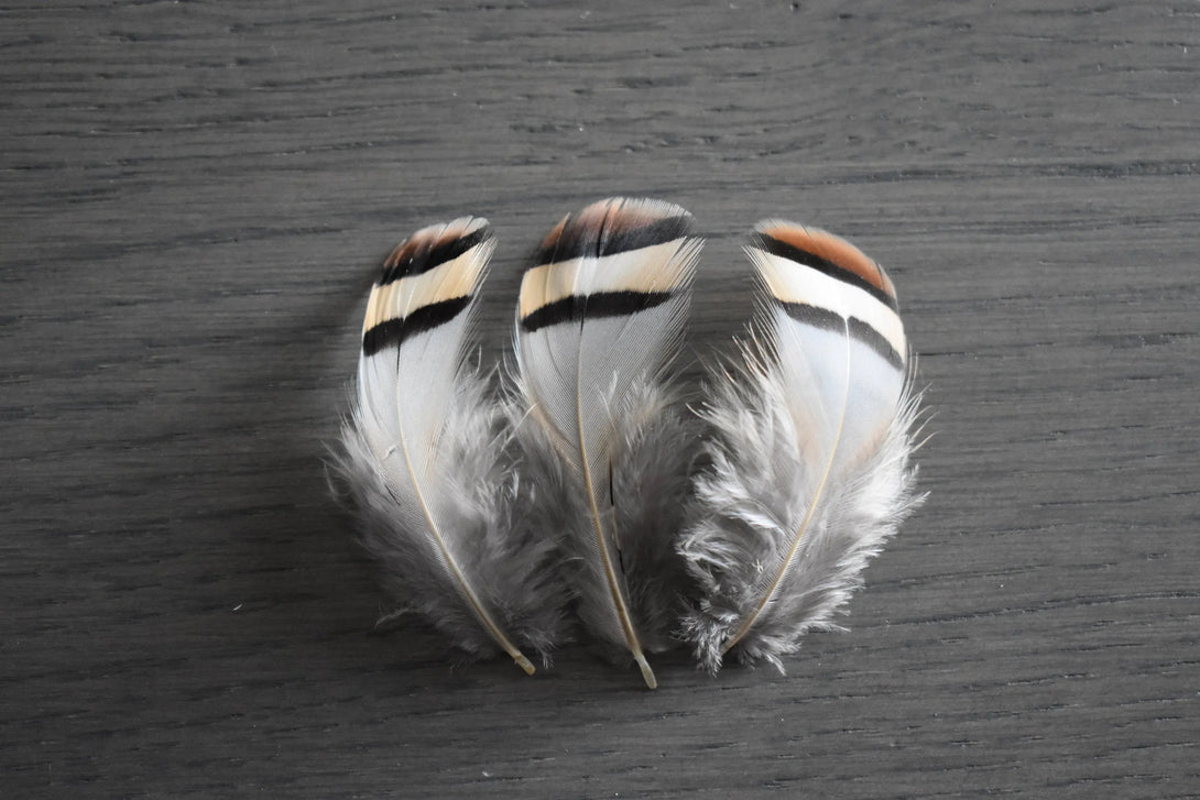 Plumes de perdrix rouge Plumes Naturelles