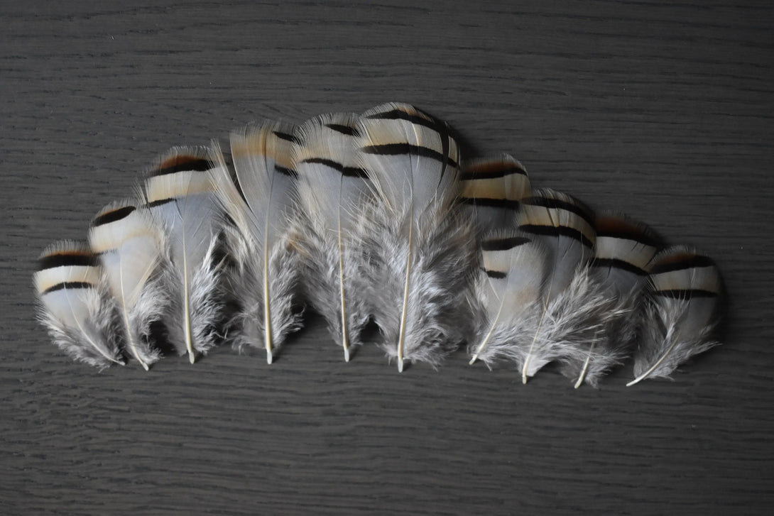 Plumes de perdrix rouge Plumes Naturelles