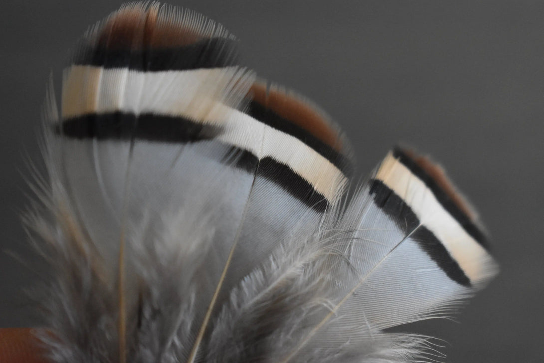 Plumes de perdrix rouge Plumes Naturelles