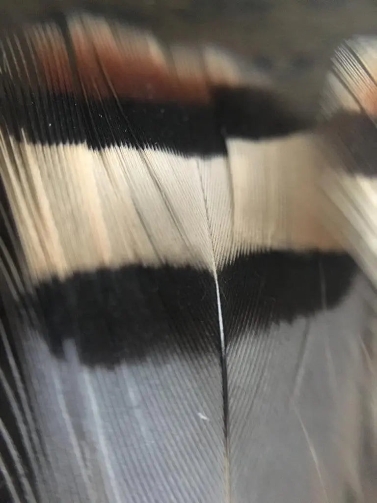 Plumes de perdrix rouge Plumes Naturelles