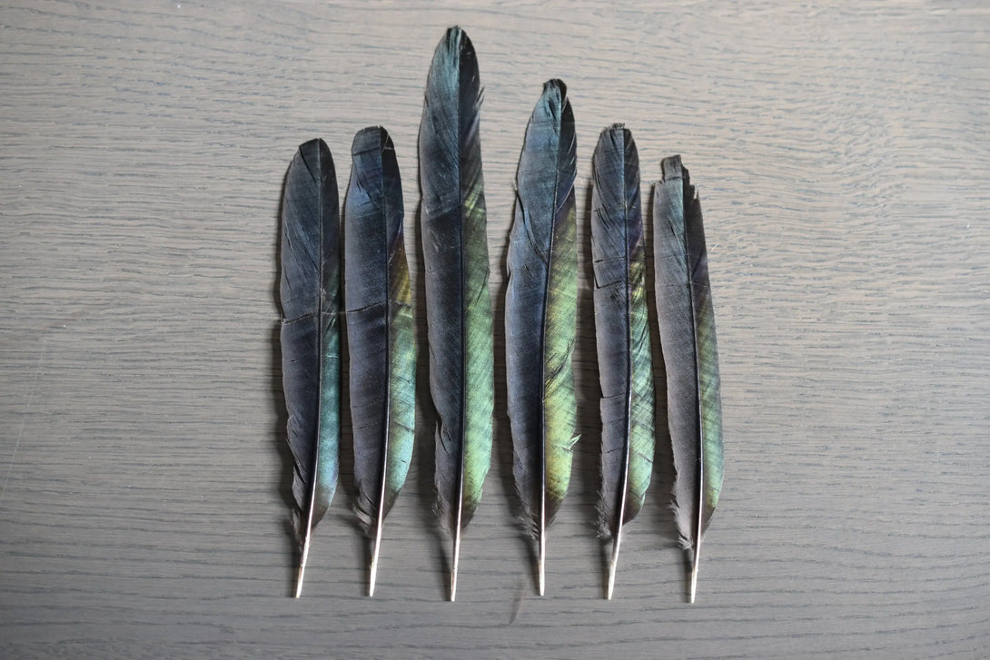 Plumes de pie Plumes Naturelles