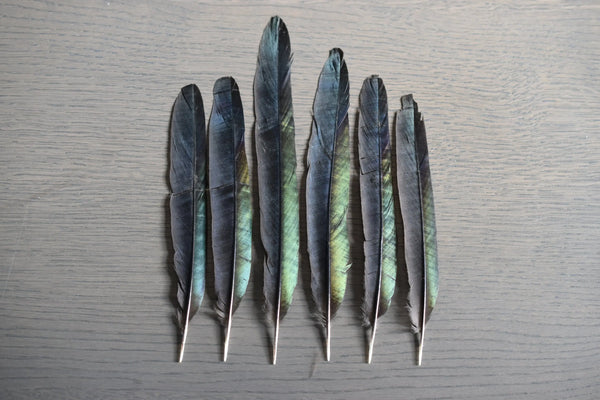 Plumes de pie Plumes Naturelles