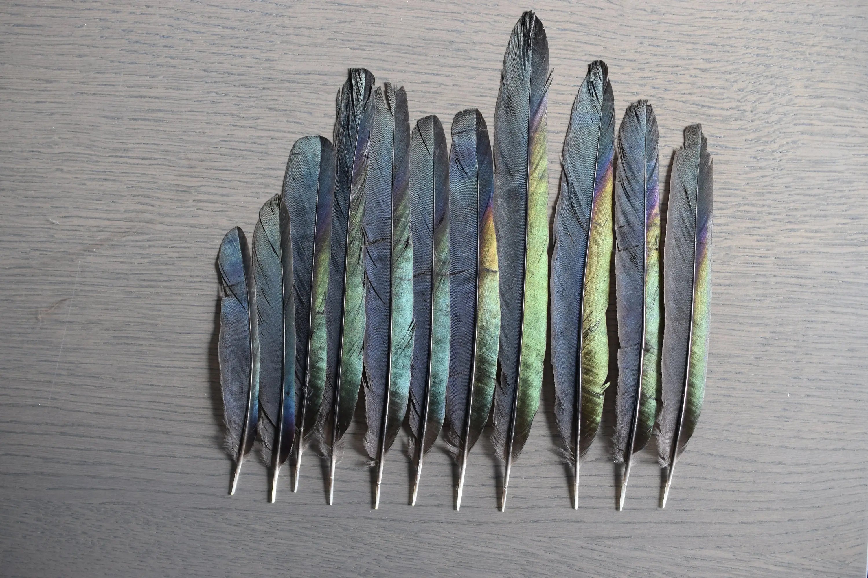 Plumes de Pie Bavarde 13 à 17cm Plumes Naturelles