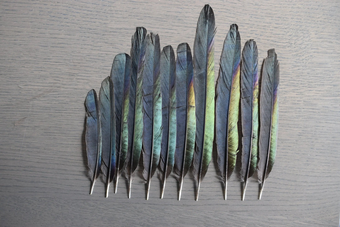 Plumes de pie Plumes Naturelles