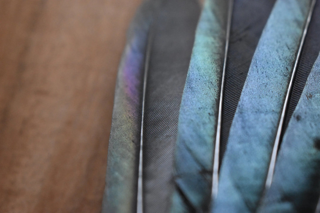 Plumes de pie Plumes Naturelles