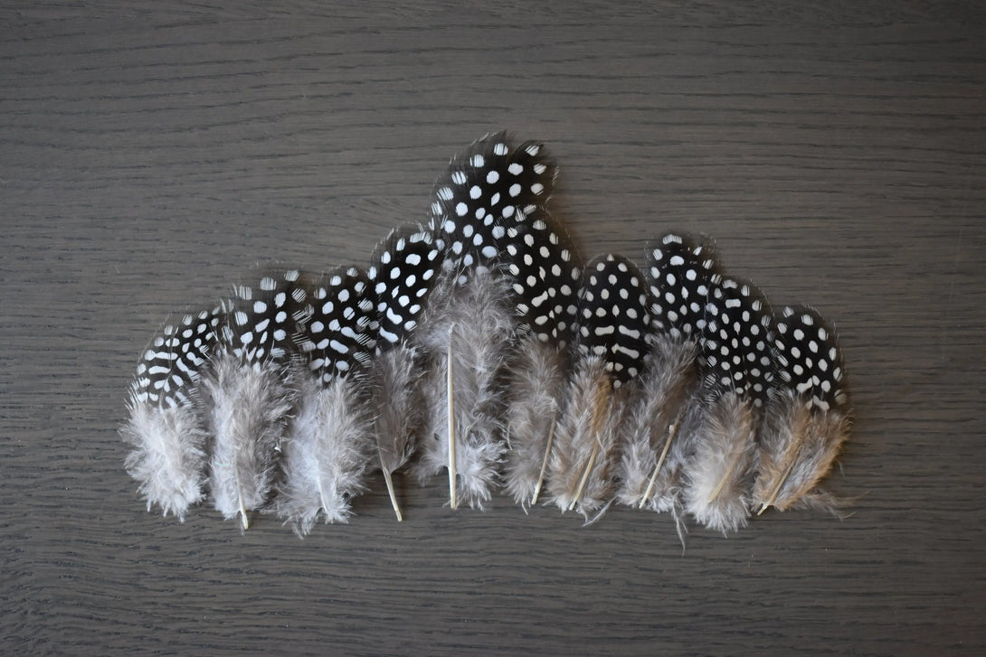 Plumes de pintade Plumes Naturelles