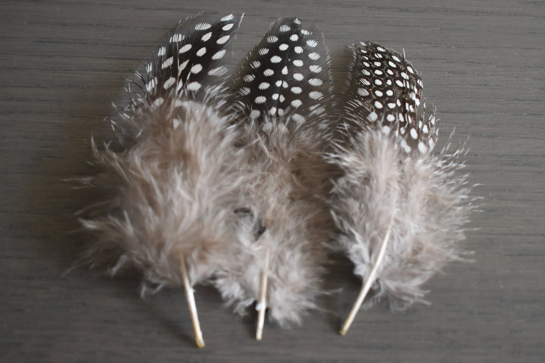 Plumes de pintade Plumes Naturelles