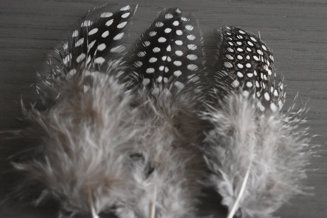 Plumes de pintade Plumes Naturelles