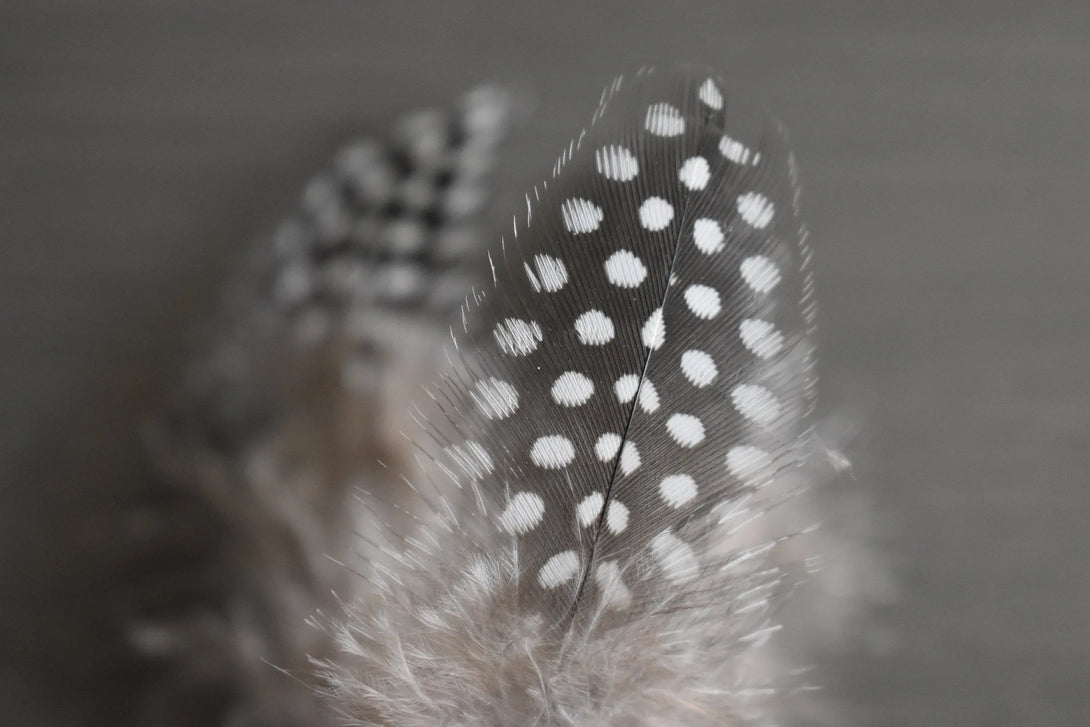 Plumes de pintade Plumes Naturelles
