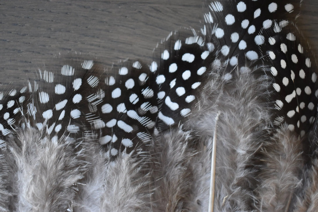 Plumes de pintade Plumes Naturelles