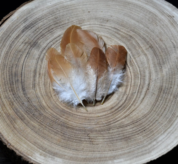 Plumes de poules Plumes Naturelles