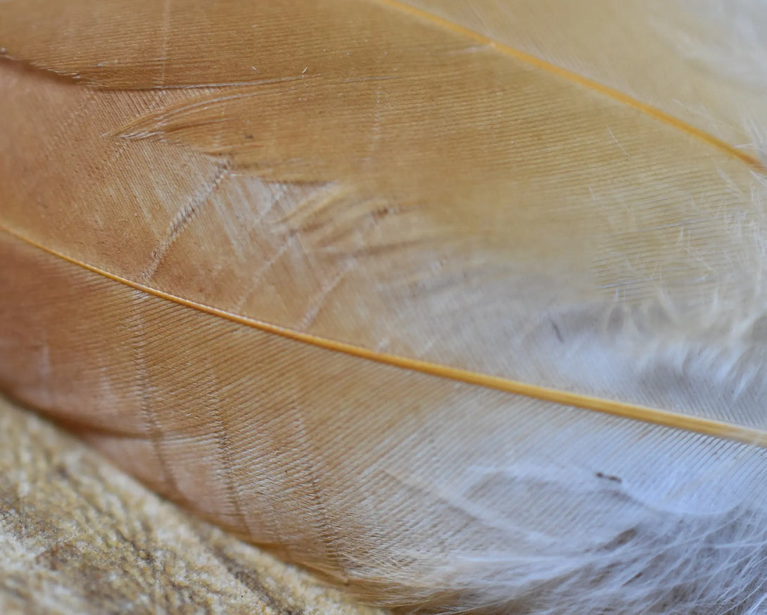 Plumes de poules Plumes Naturelles