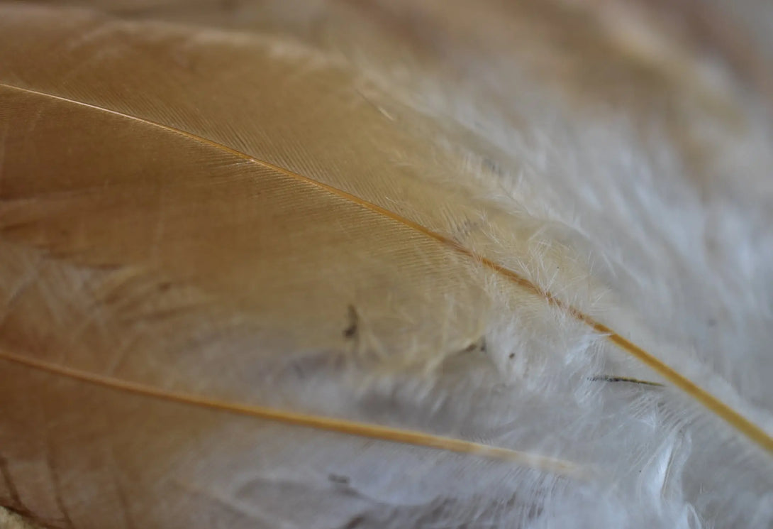 Plumes de poules Plumes Naturelles