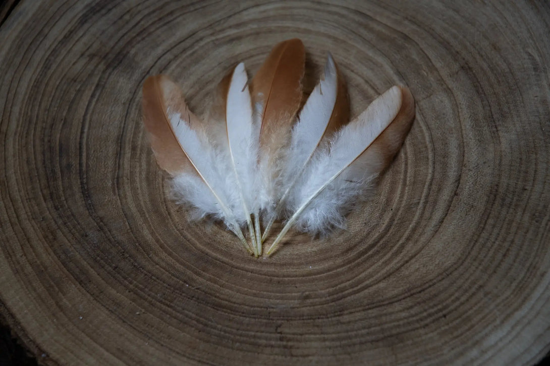 Plumes de poules blanches Plumes Naturelles