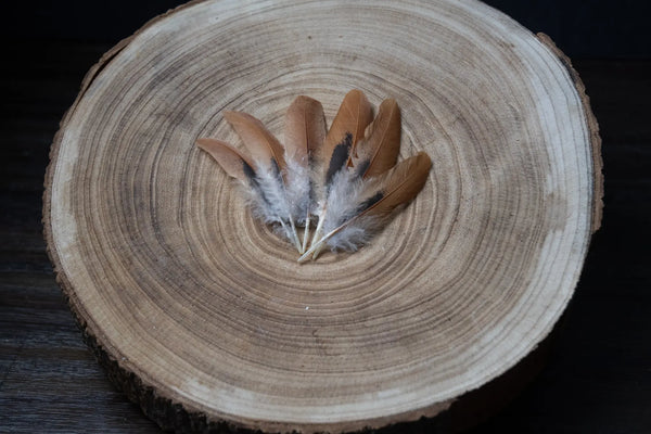 Plumes de poules marrons Plumes Naturelles