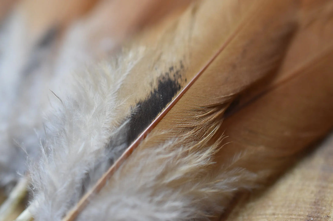 Plumes de poules marrons Plumes Naturelles