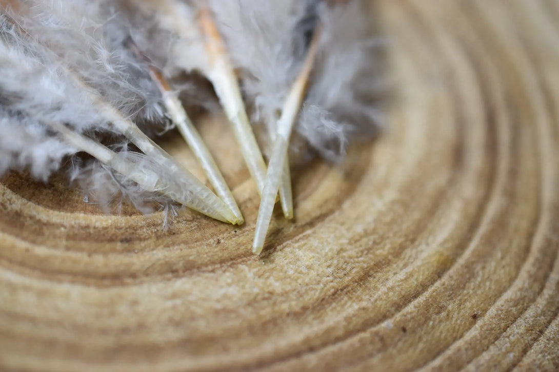 Plumes de poules marrons Plumes Naturelles