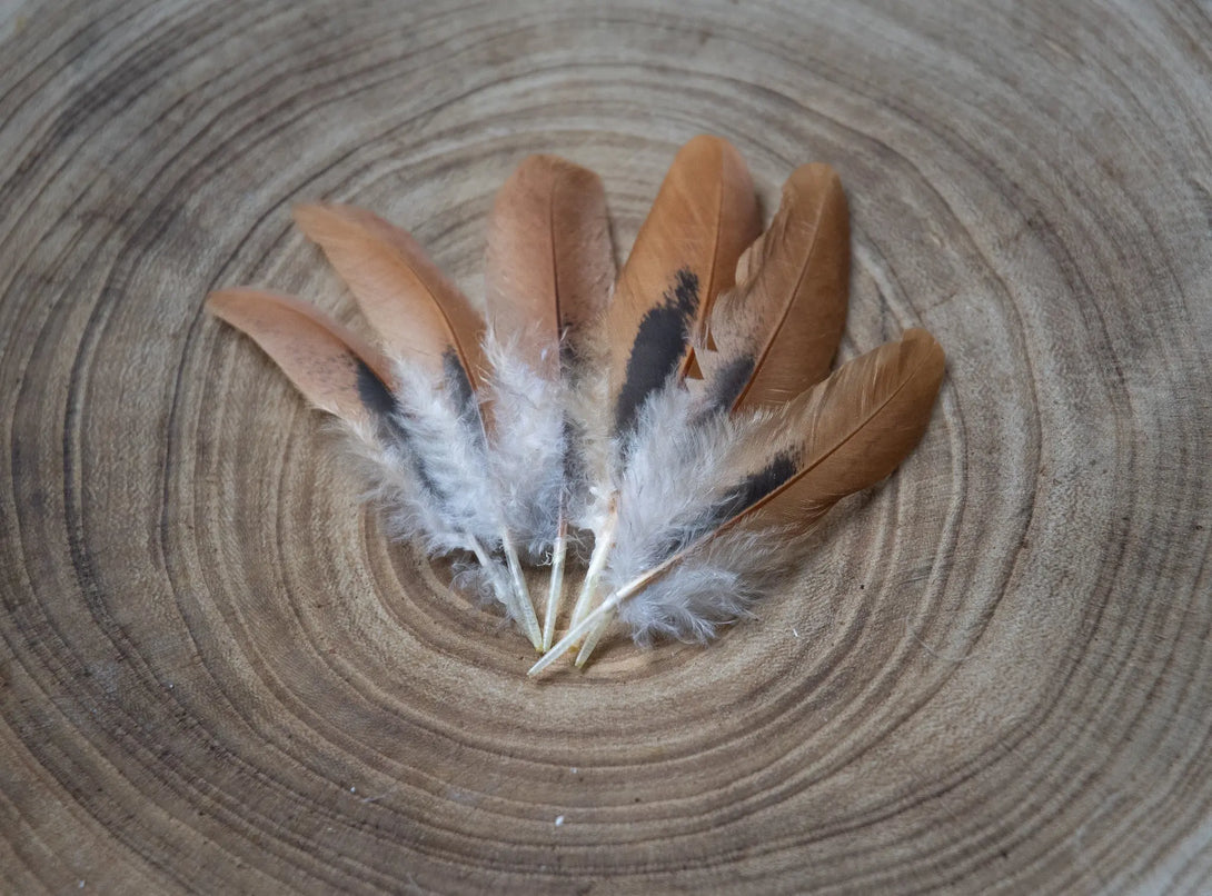 Plumes de poules marrons Plumes Naturelles