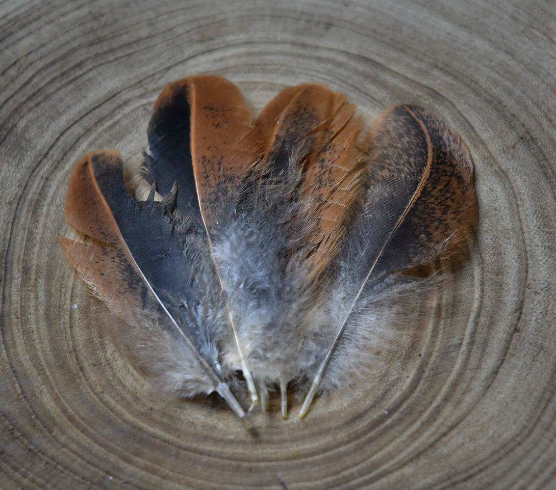 Plumes de poules marrons et noires Plumes Naturelles