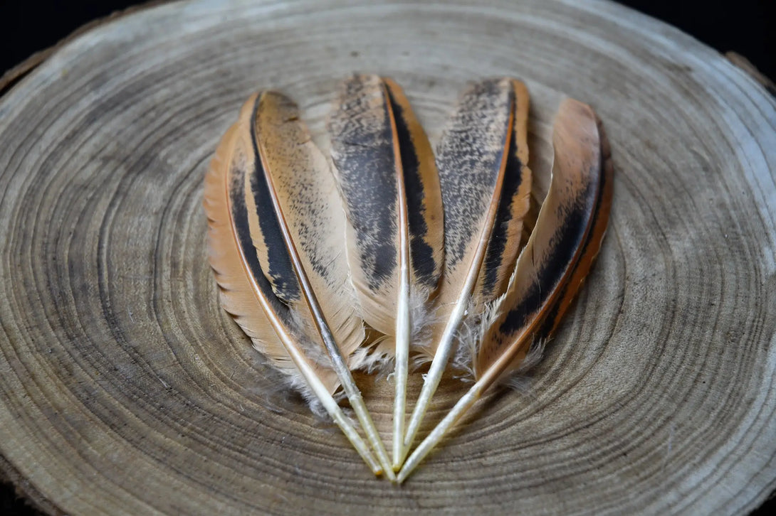 Plumes marrons d'ailes de poules Plumes Naturelles