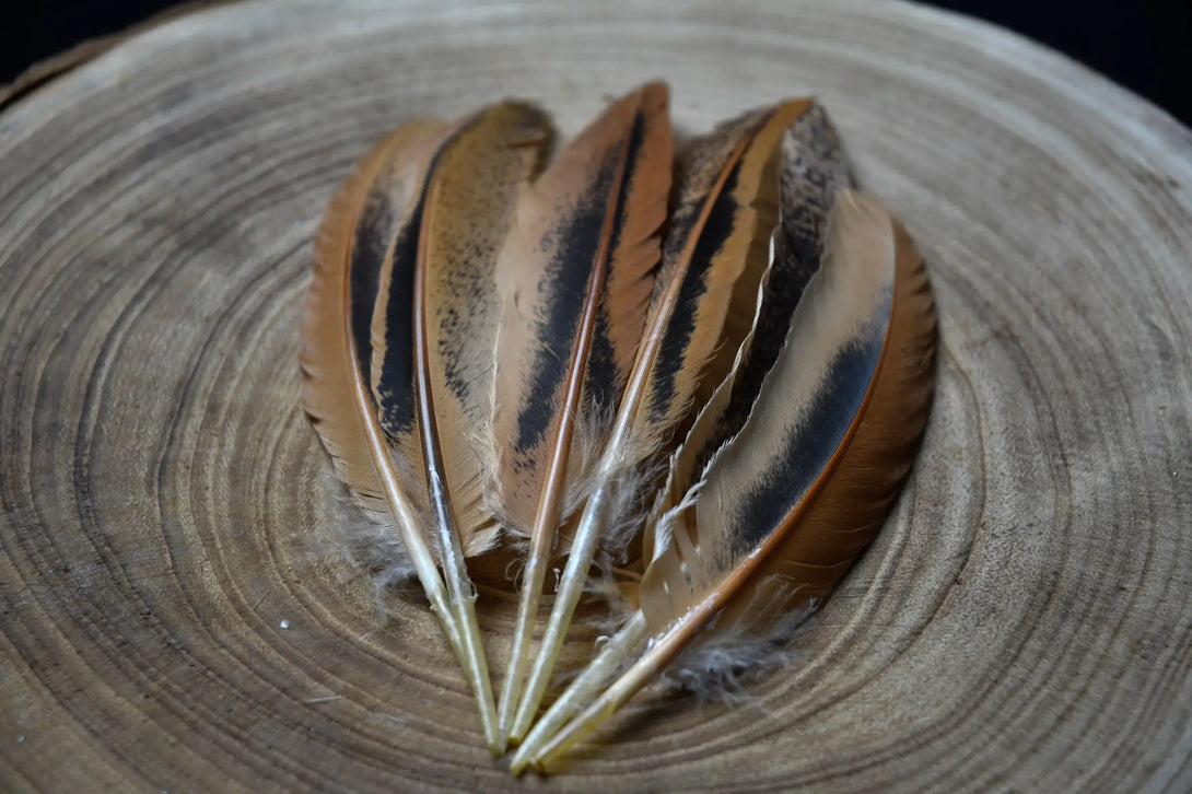 Plumes marrons d'ailes de poules Plumes Naturelles