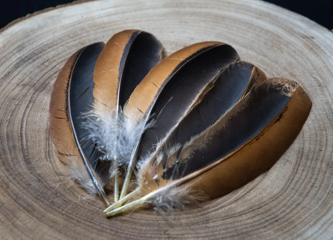 Plumes marrons et noires d'ailes de poules Plumes Naturelles