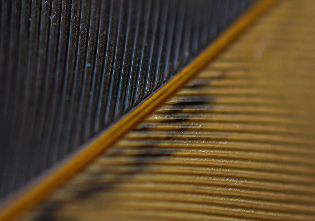 Plumes marrons et noires d'ailes de poules Plumes Naturelles