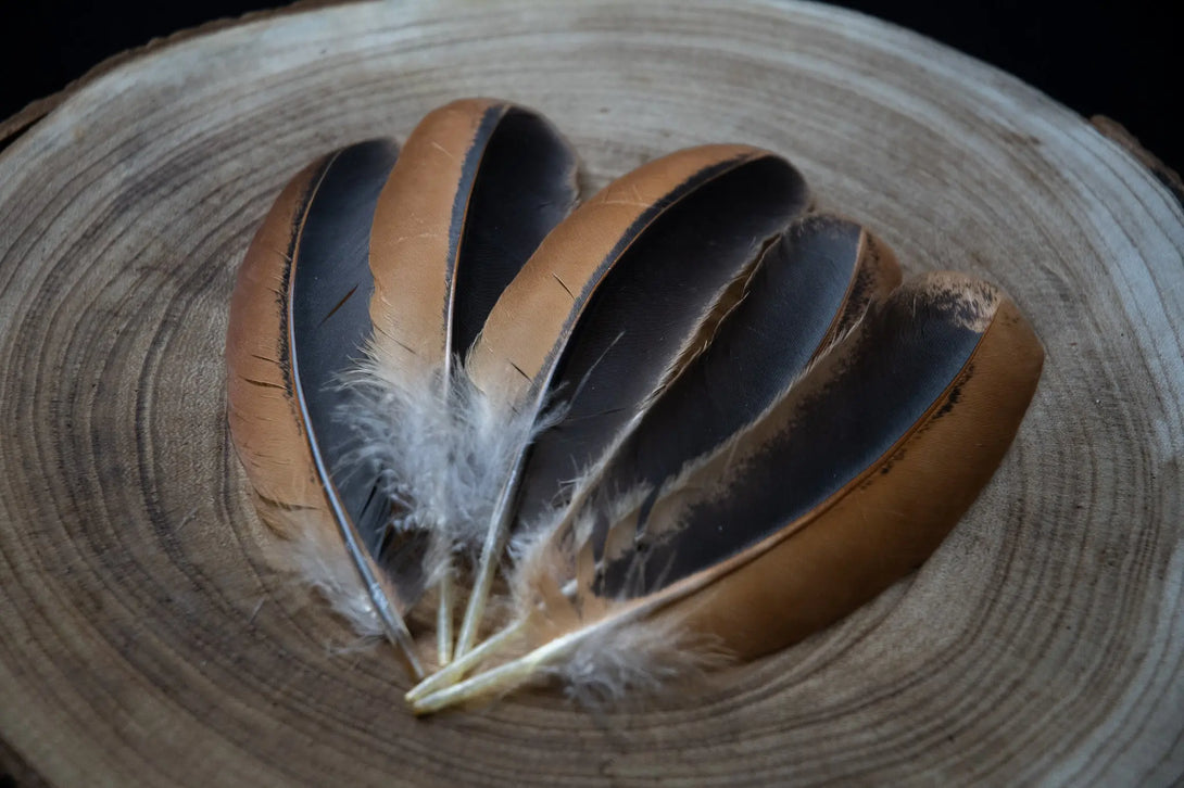 Plumes marrons et noires d'ailes de poules Plumes Naturelles