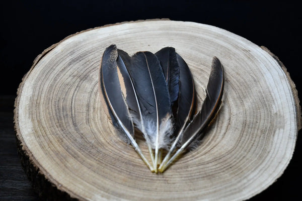Plumes noires d'ailes de poules Plumes Naturelles