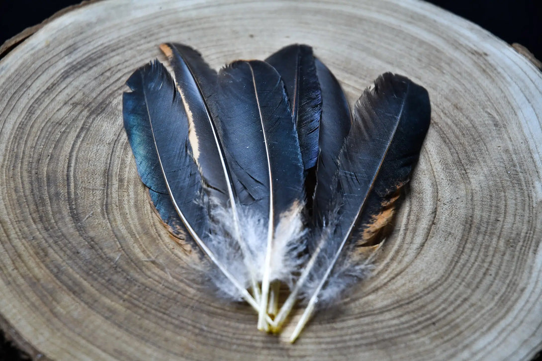 Plumes noires d'ailes de poules Plumes Naturelles