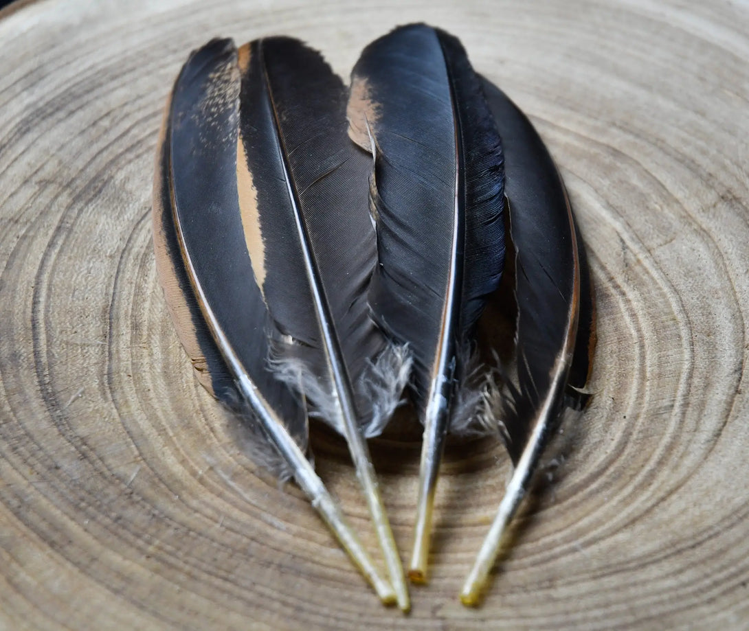 Plumes noires d'ailes de poules Plumes Naturelles